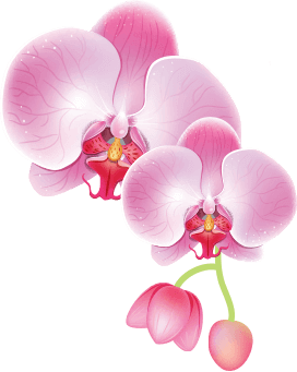 zen-spa-orchid